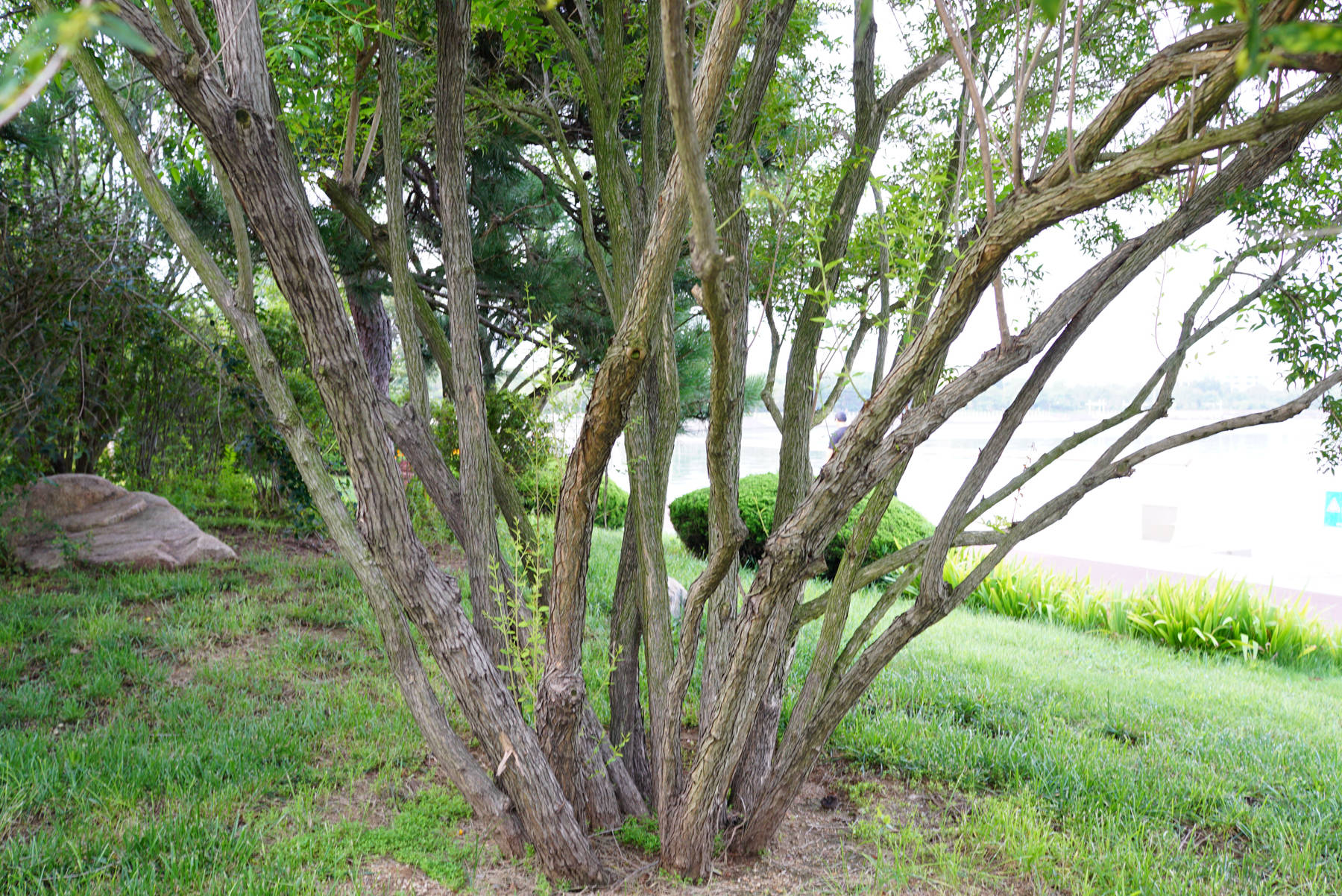 木犀科雪柳属落叶灌木或小乔木,高达8米;树皮灰褐色.枝