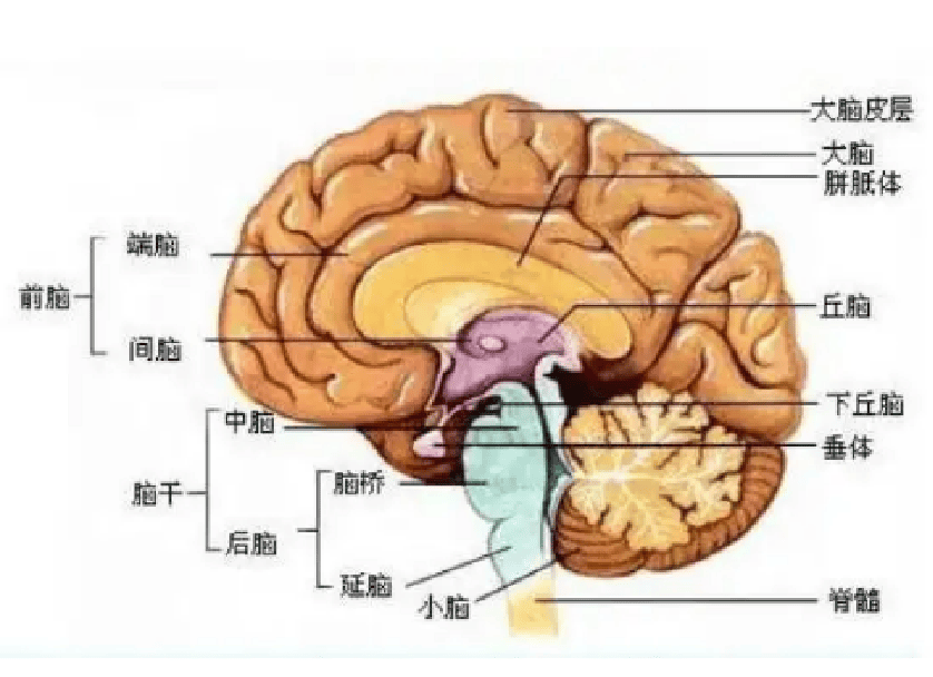 人体脑干在哪个位置图图片