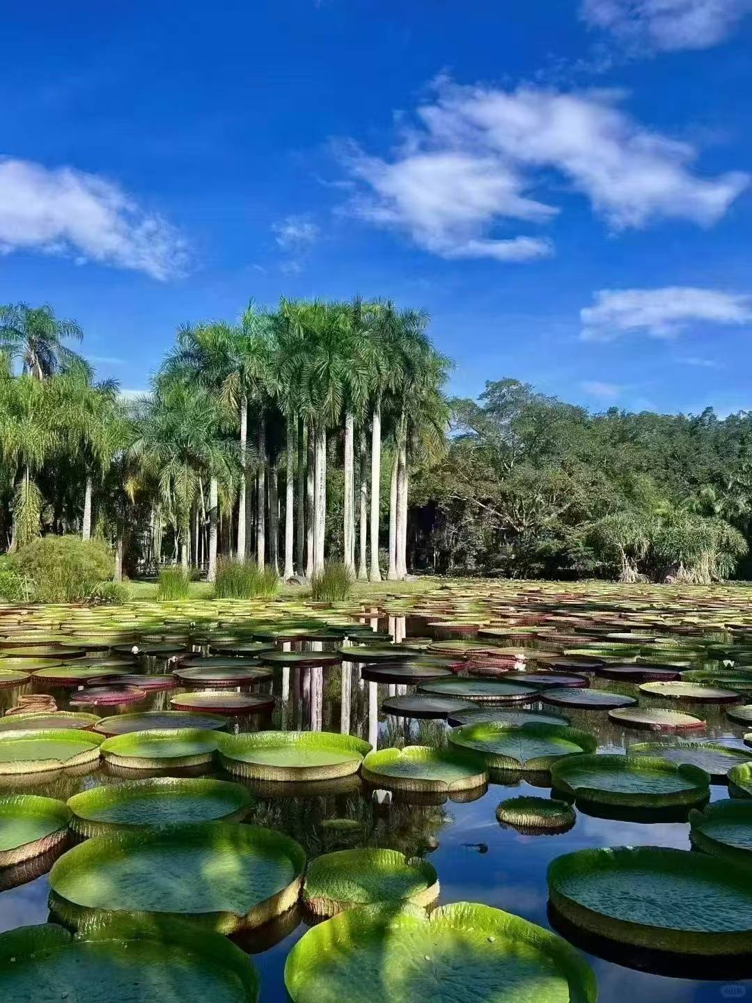 云南地接旅行社哪家更好,西双版纳地接社4日游多少钱 ,西双版纳地接一