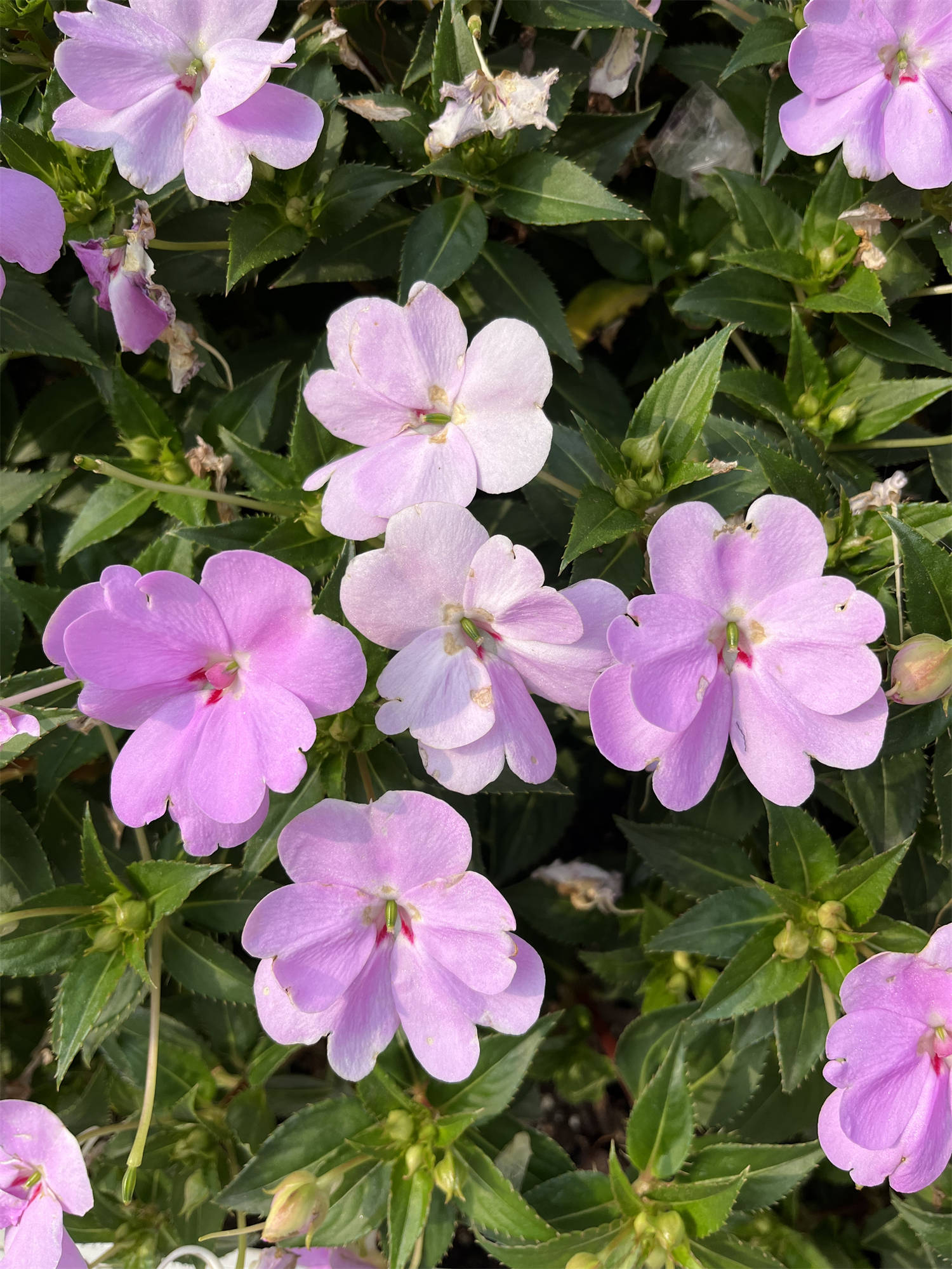 凤仙花信息图片