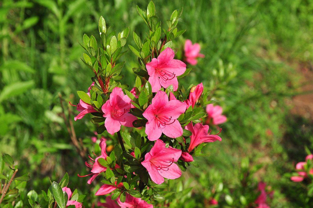 我见到的山东本土植物和园林栽培植物
