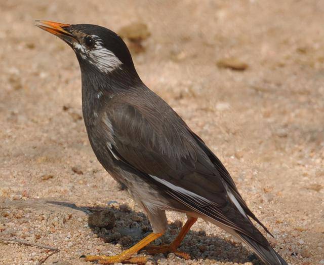 百年前放生的60只鸟,给美国造成巨大损失,每年损失近8亿美元