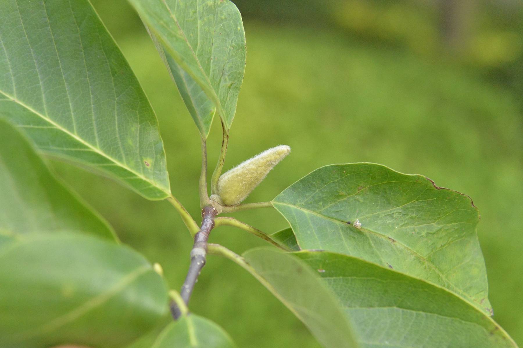 我见到的山东本土植物和园林栽培植物
