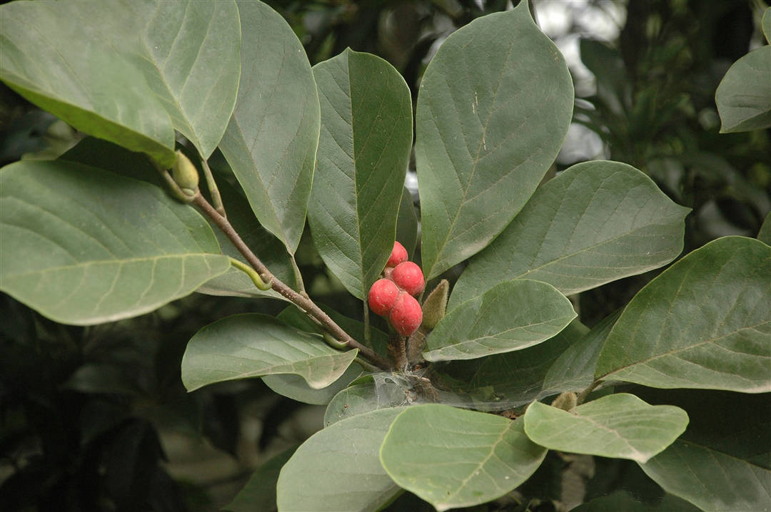 我见到的山东本土植物和园林栽培植物