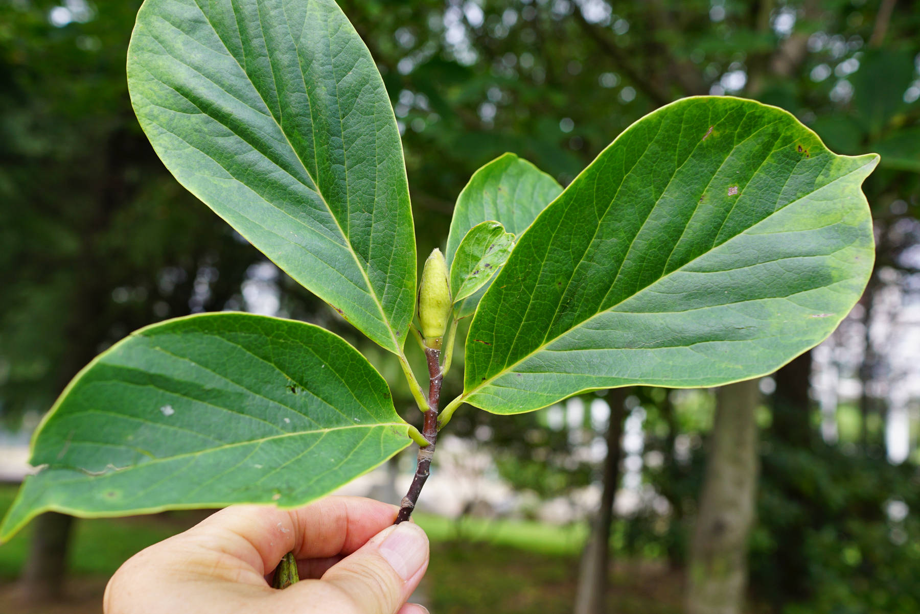 我见到的山东本土植物和园林栽培植物