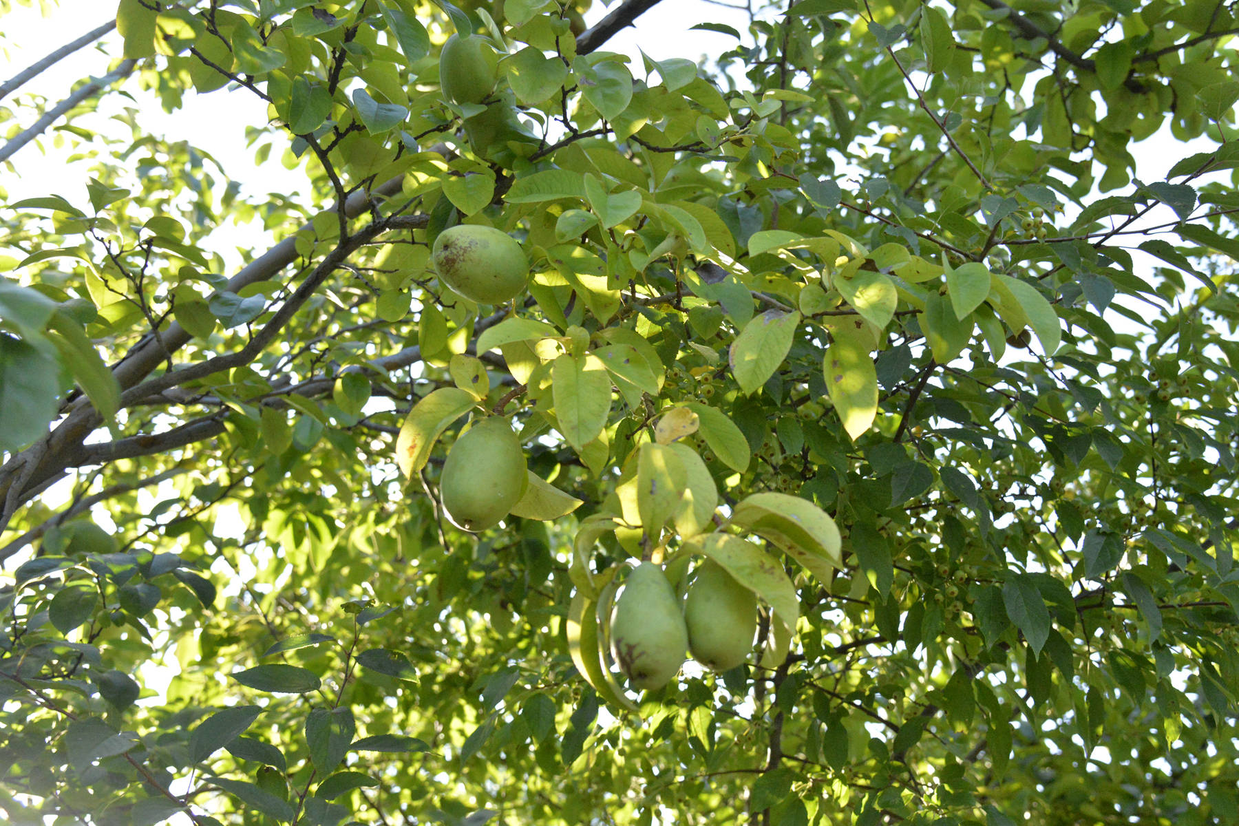 我见到的山东本土植物和园林栽培植物1020木瓜