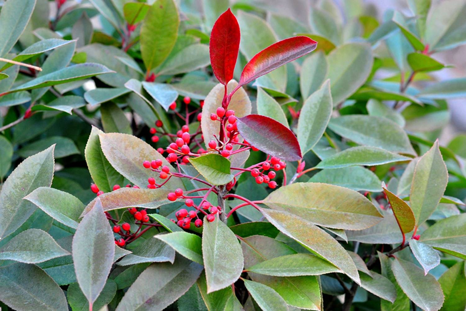 我见到的山东本土植物和园林栽培植物