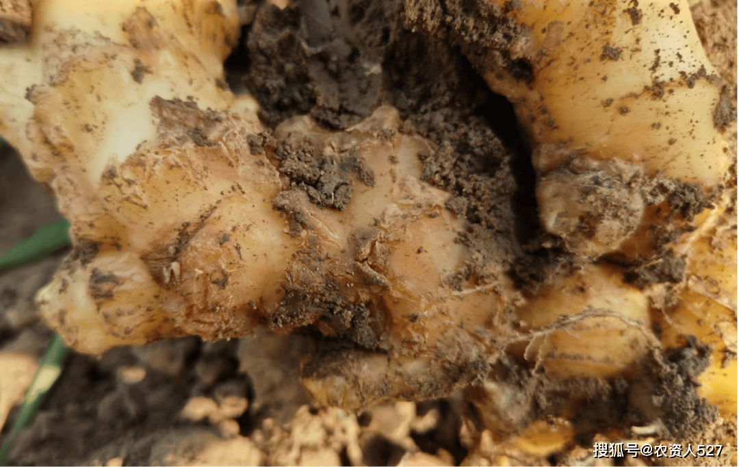 农资导航者|大姜根结线虫 生姜癞皮病防治方案_土壤_病害_传播