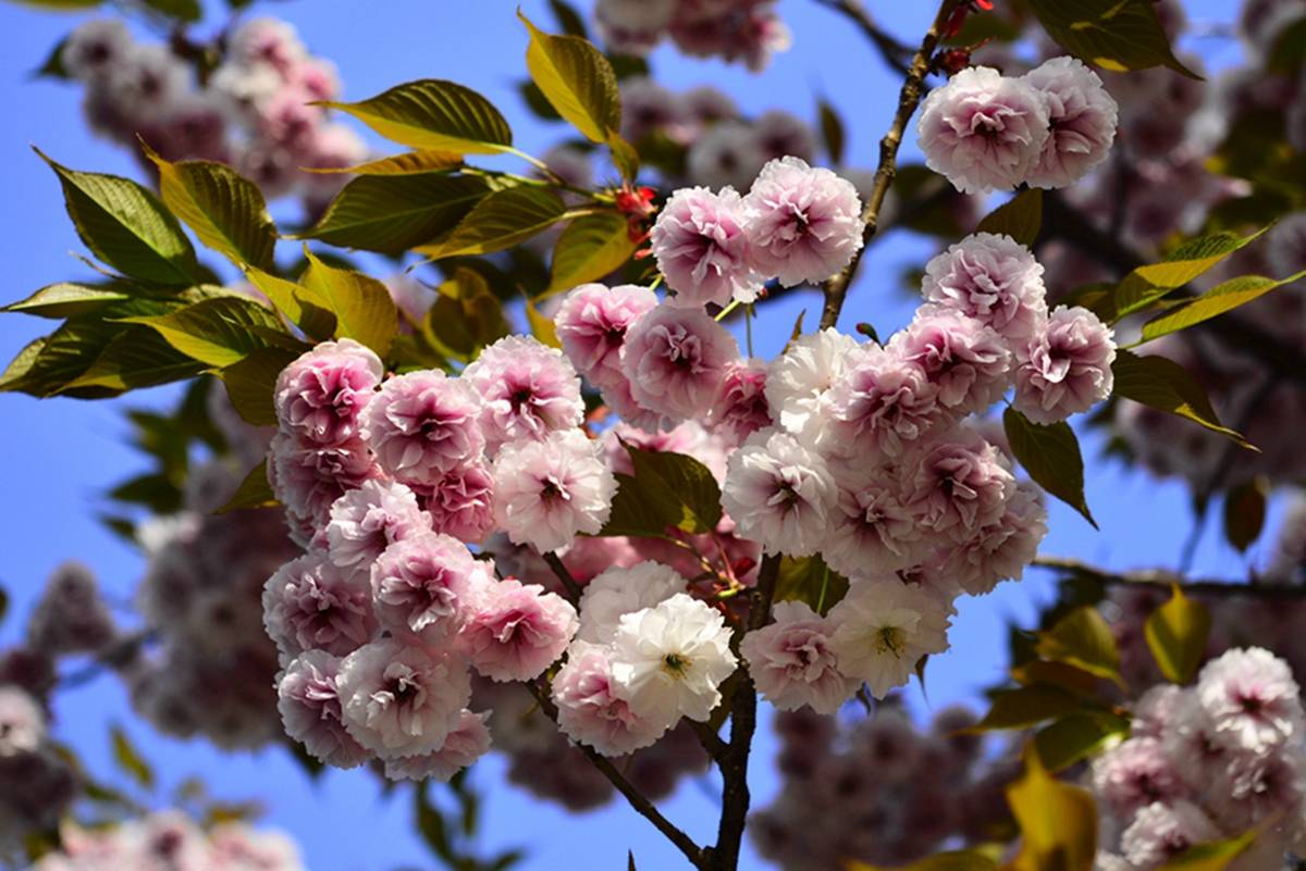 我见到的山东本土植物和园林栽培植物