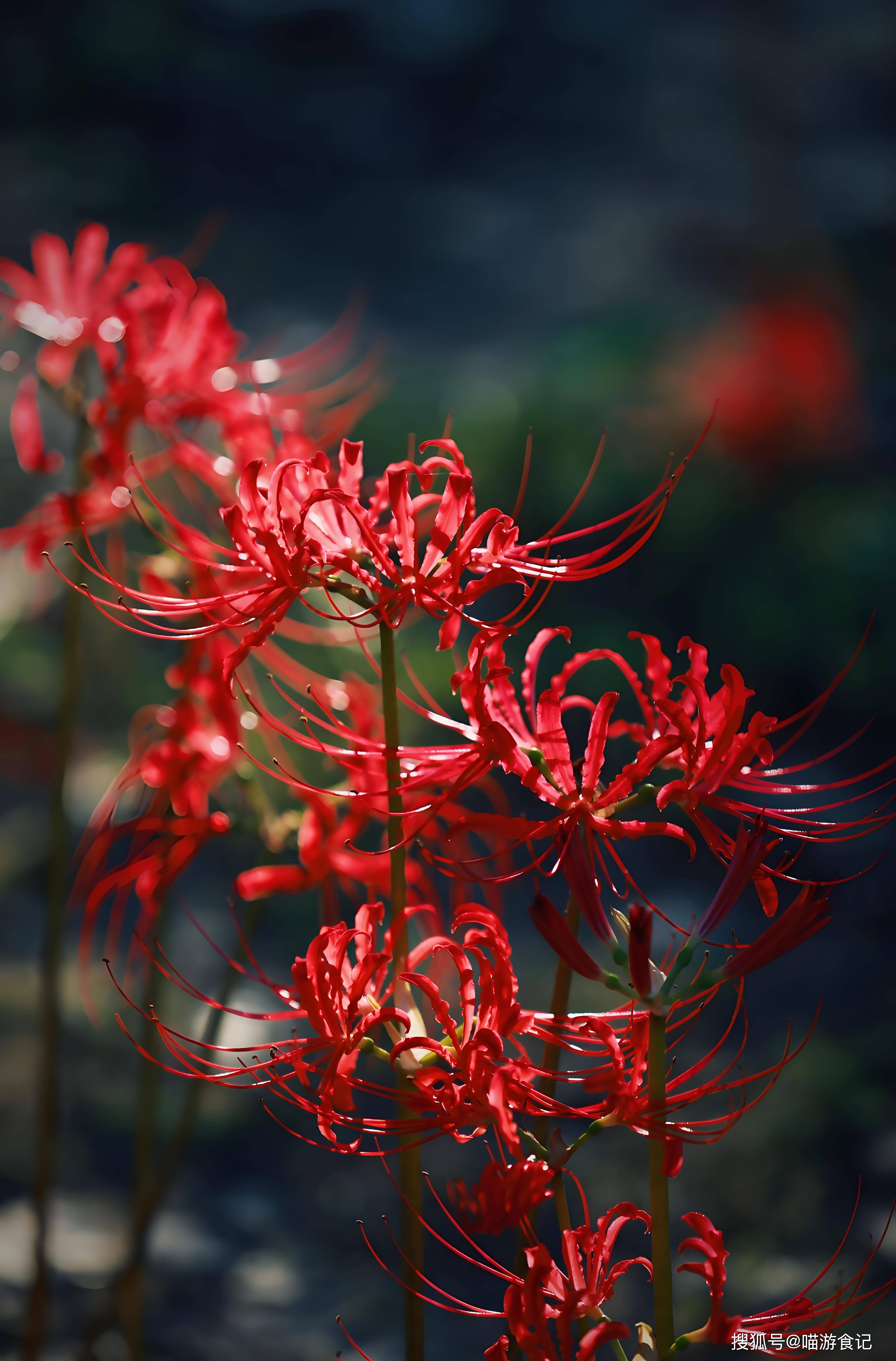 许多画家和摄影师都用彼岸花来创作作品,表达自己对生命,美丽和神秘的