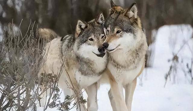 故事:夫妻狼有多可怕?母狼被猎户射杀,公狼一路尾随誓死报仇
