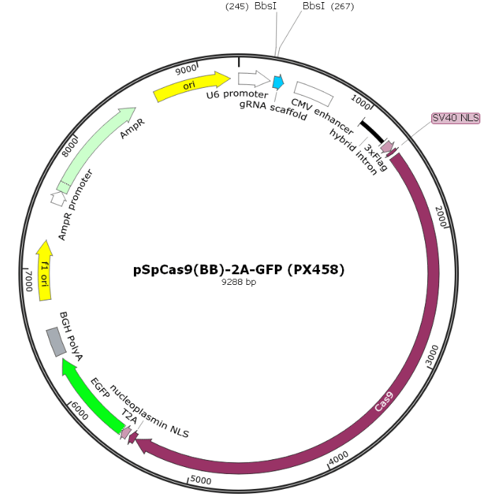 pSpCas9(BB)-2A-GFP (PX458)载体—艾普蒂_蛋白_驱动_sgRNA