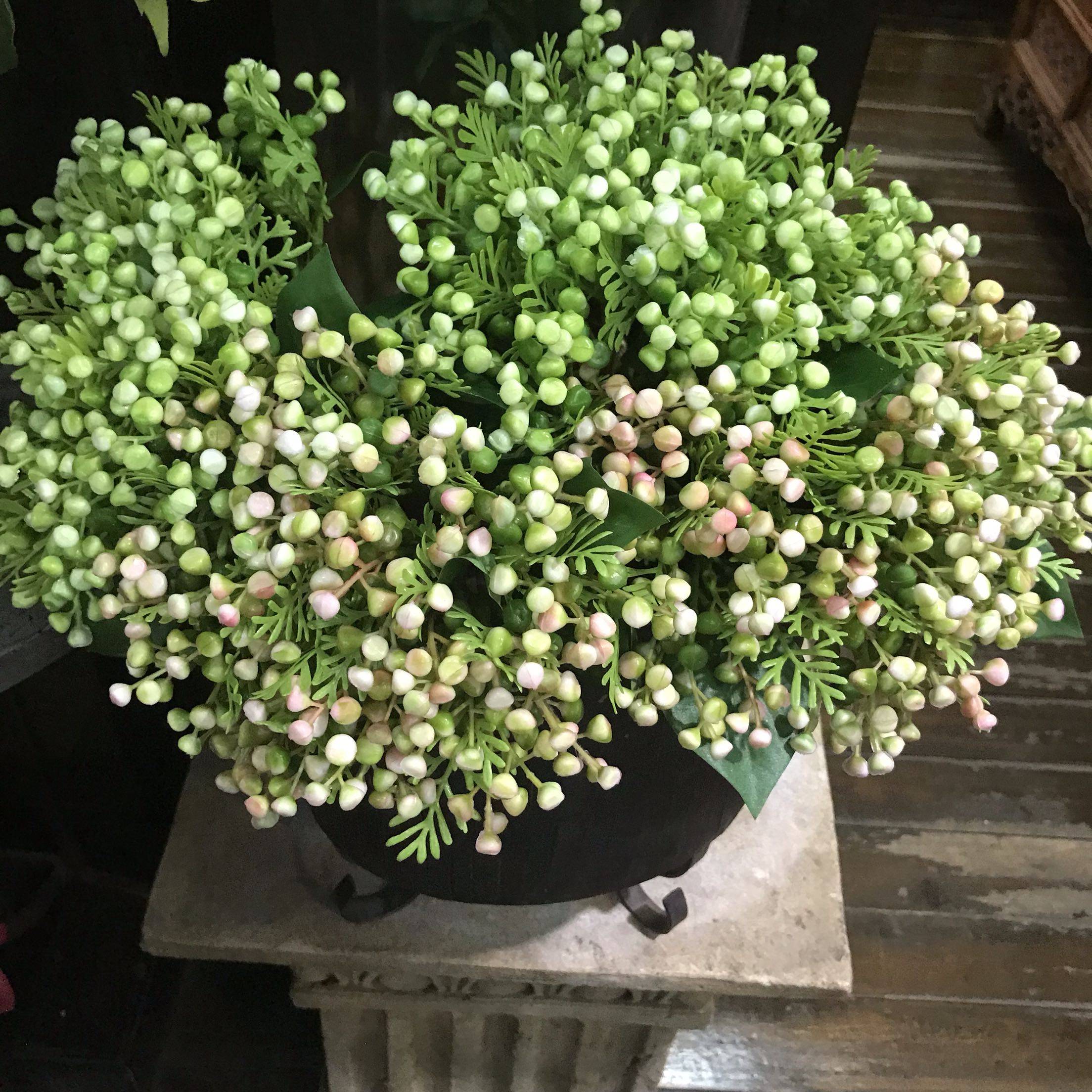 揭秘情人果的浪漫花语和古老寓意