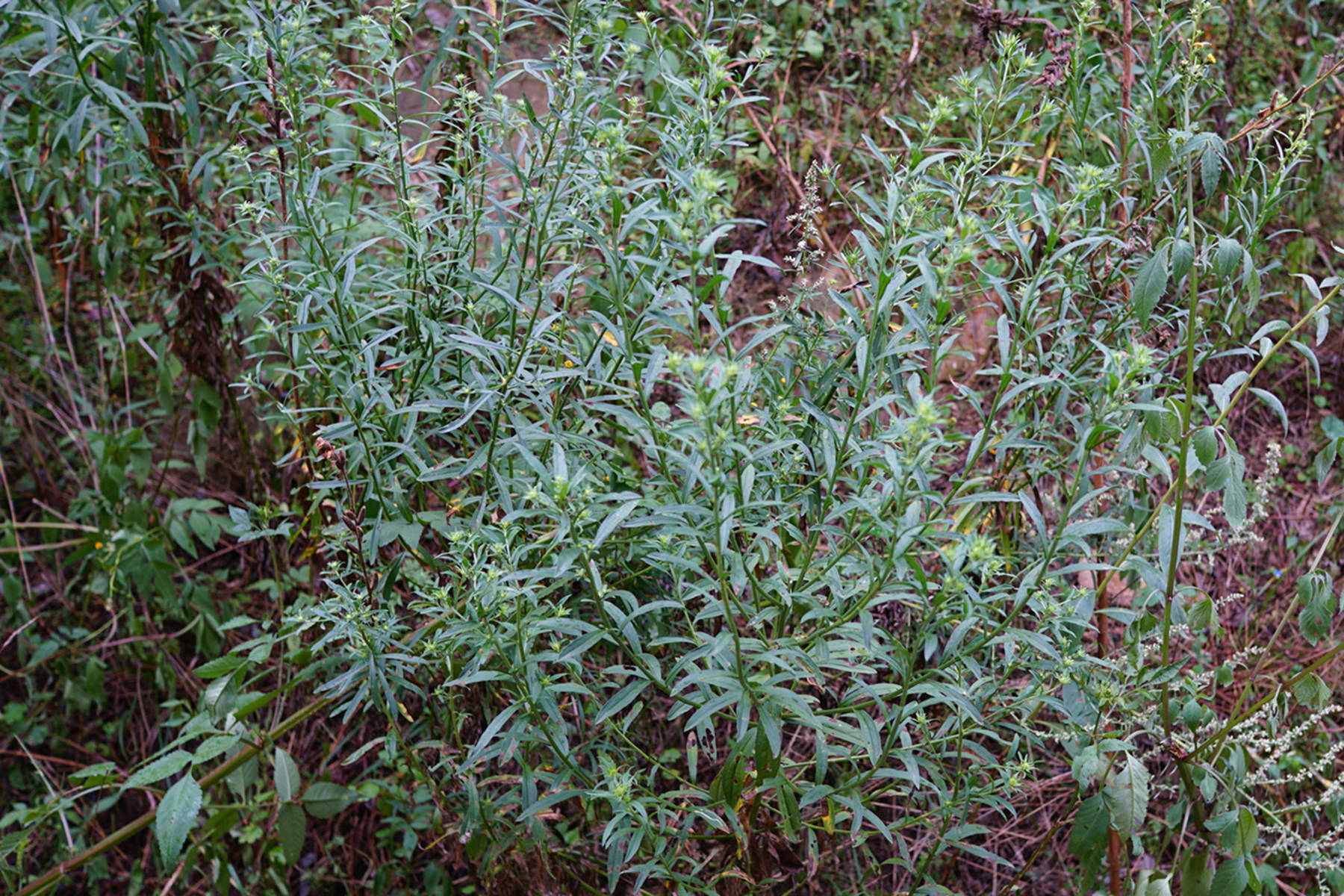我见到的山东本土植物和园林栽培植物