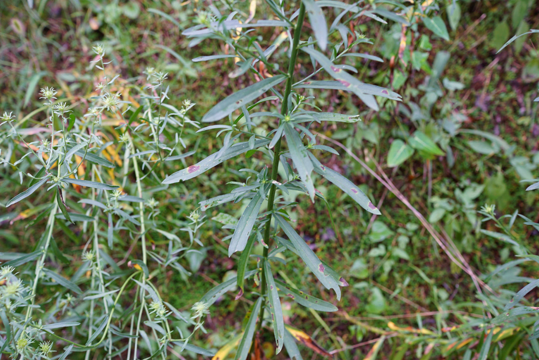 我见到的山东本土植物和园林栽培植物