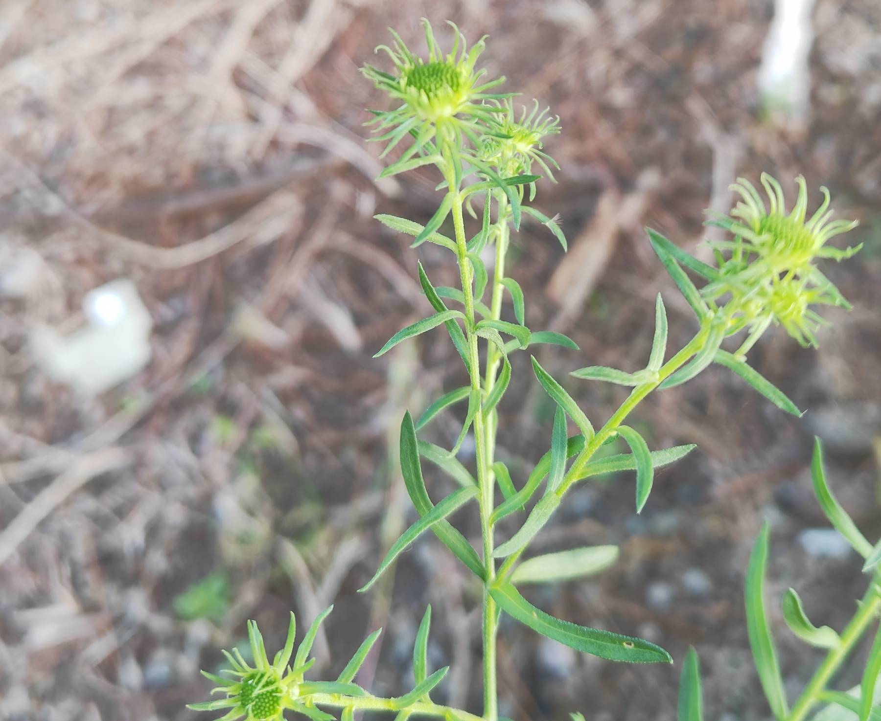 我见到的山东本土植物和园林栽培植物