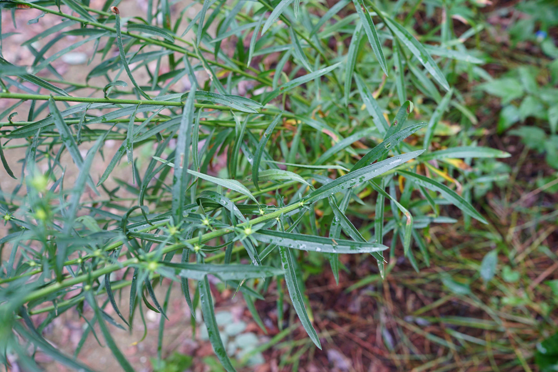 我见到的山东本土植物和园林栽培植物