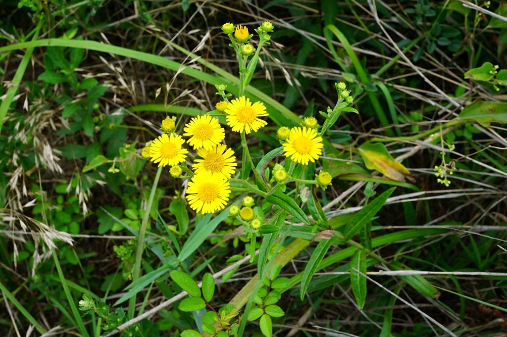 我见到的山东本土植物和园林栽培植物(1253)线叶旋覆花