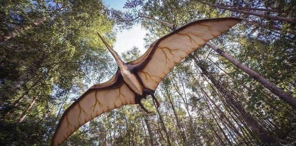 图片[2]-翼龙不是早已灭绝了吗？为何1864年美国人却抓到一只翼龙并拍下了照片？-华闻时空