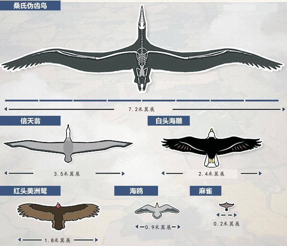 图片[13]-翼龙不是早已灭绝了吗？为何1864年美国人却抓到一只翼龙并拍下了照片？-华闻时空