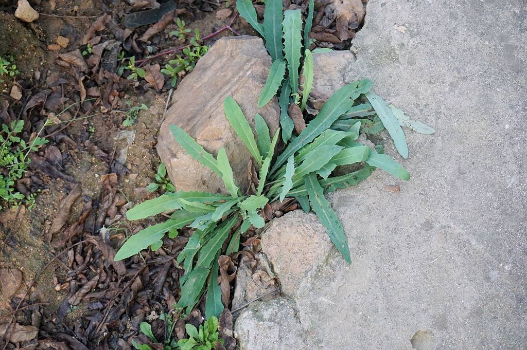 我见到的山东本土植物和园林栽培植物