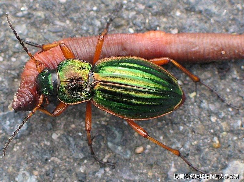 原创动物界全系列肉食亚目步甲科步行虫科