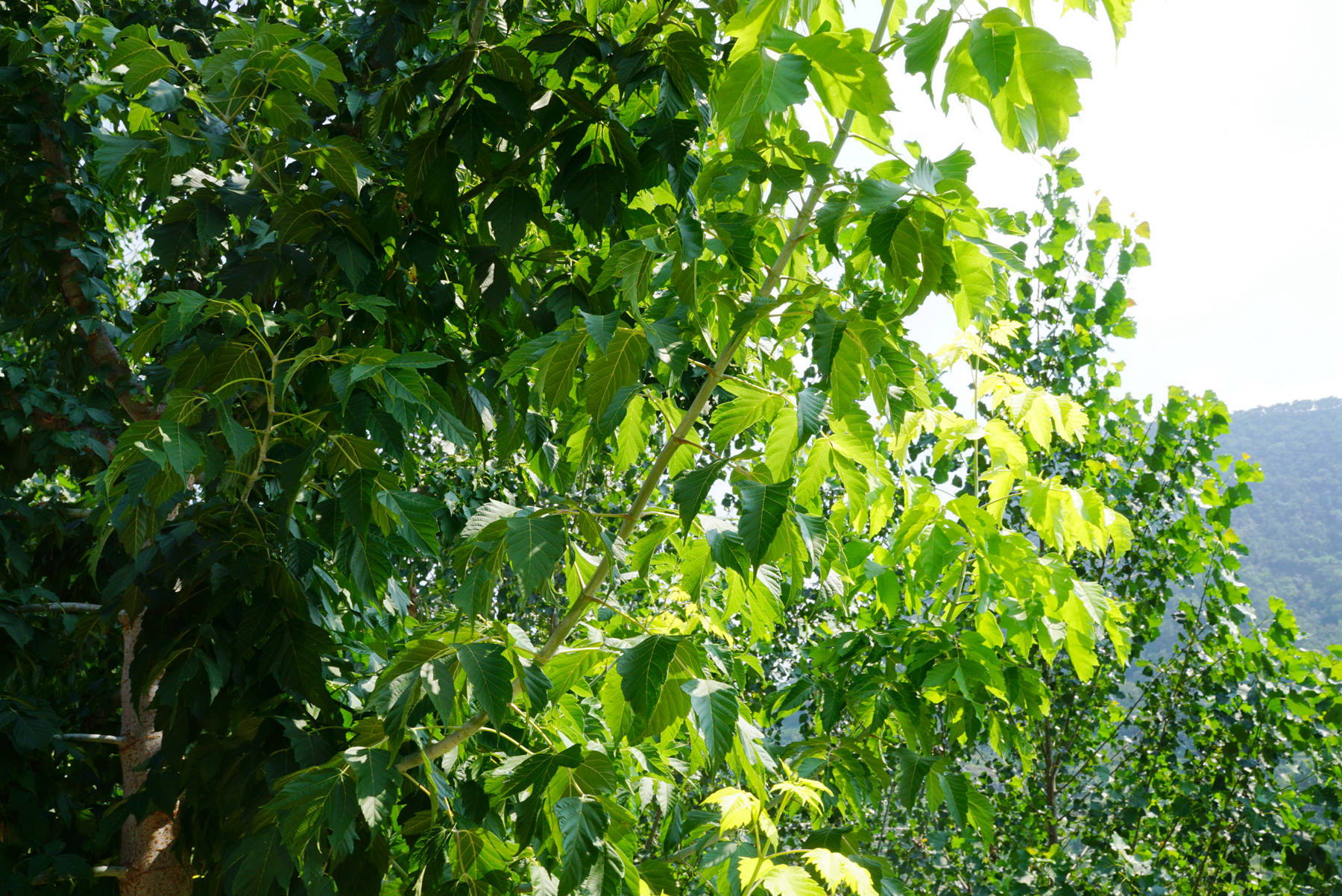 我见到的山东本土植物和园林栽培植物