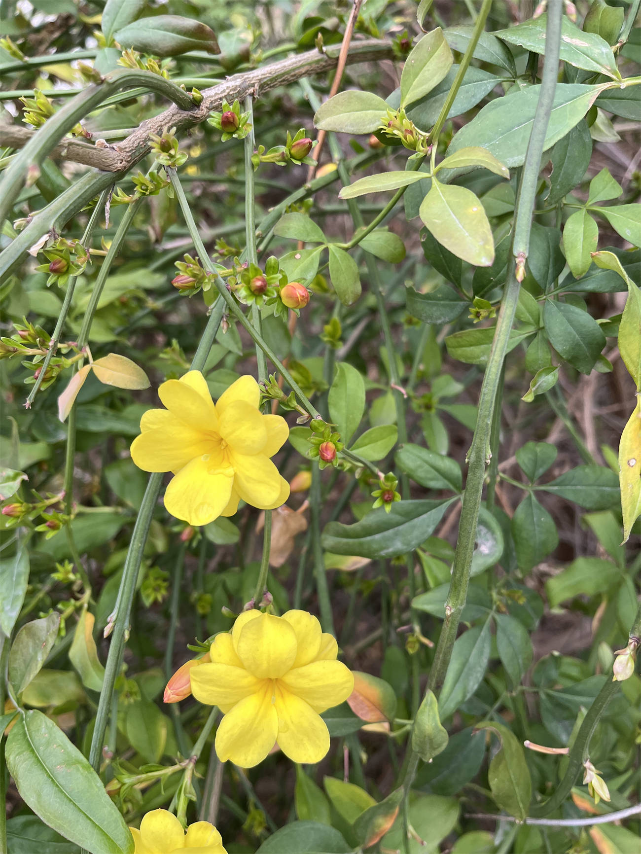 花花世界之224:迎春花