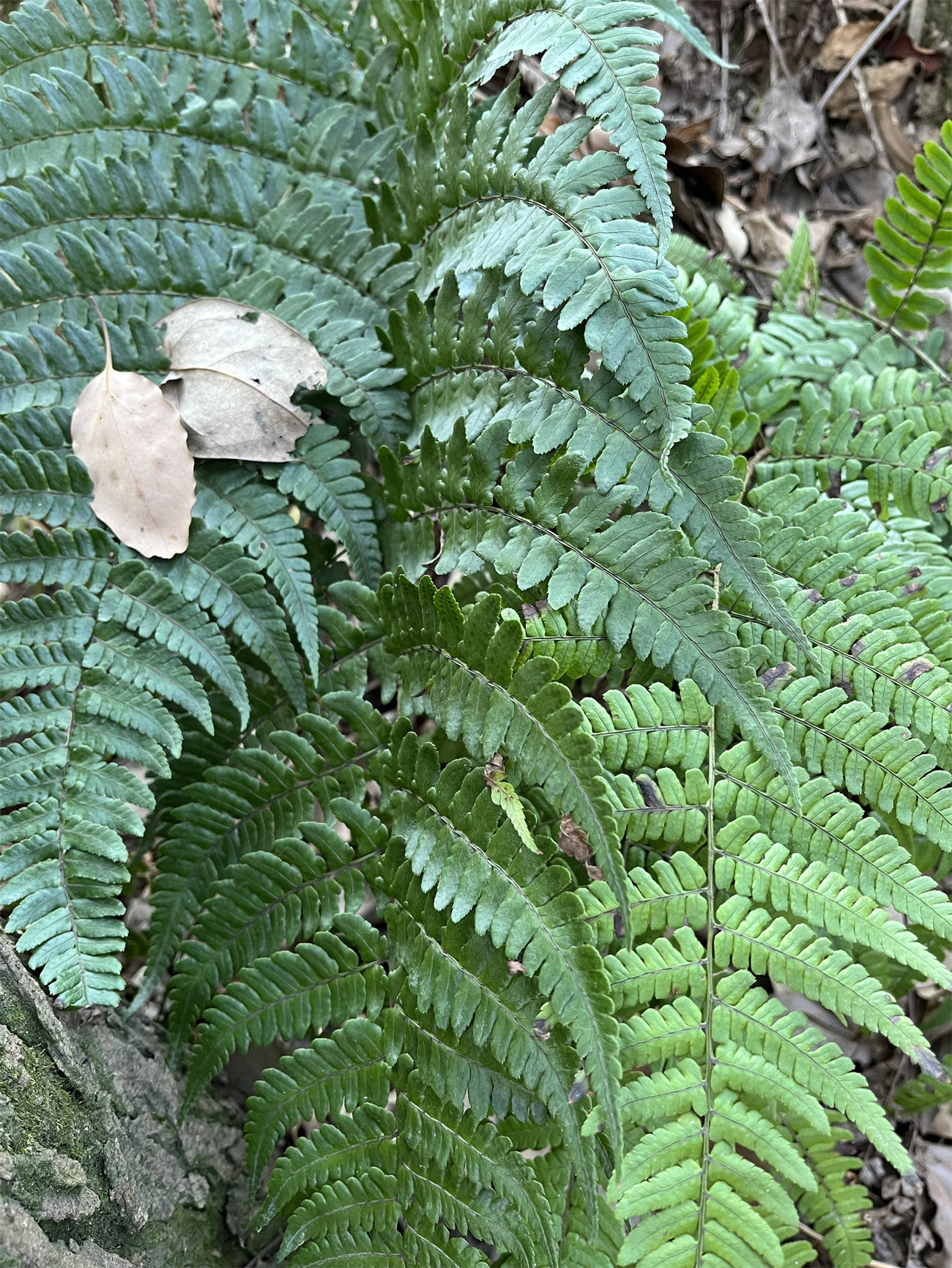 草木世界之227:鳞毛蕨