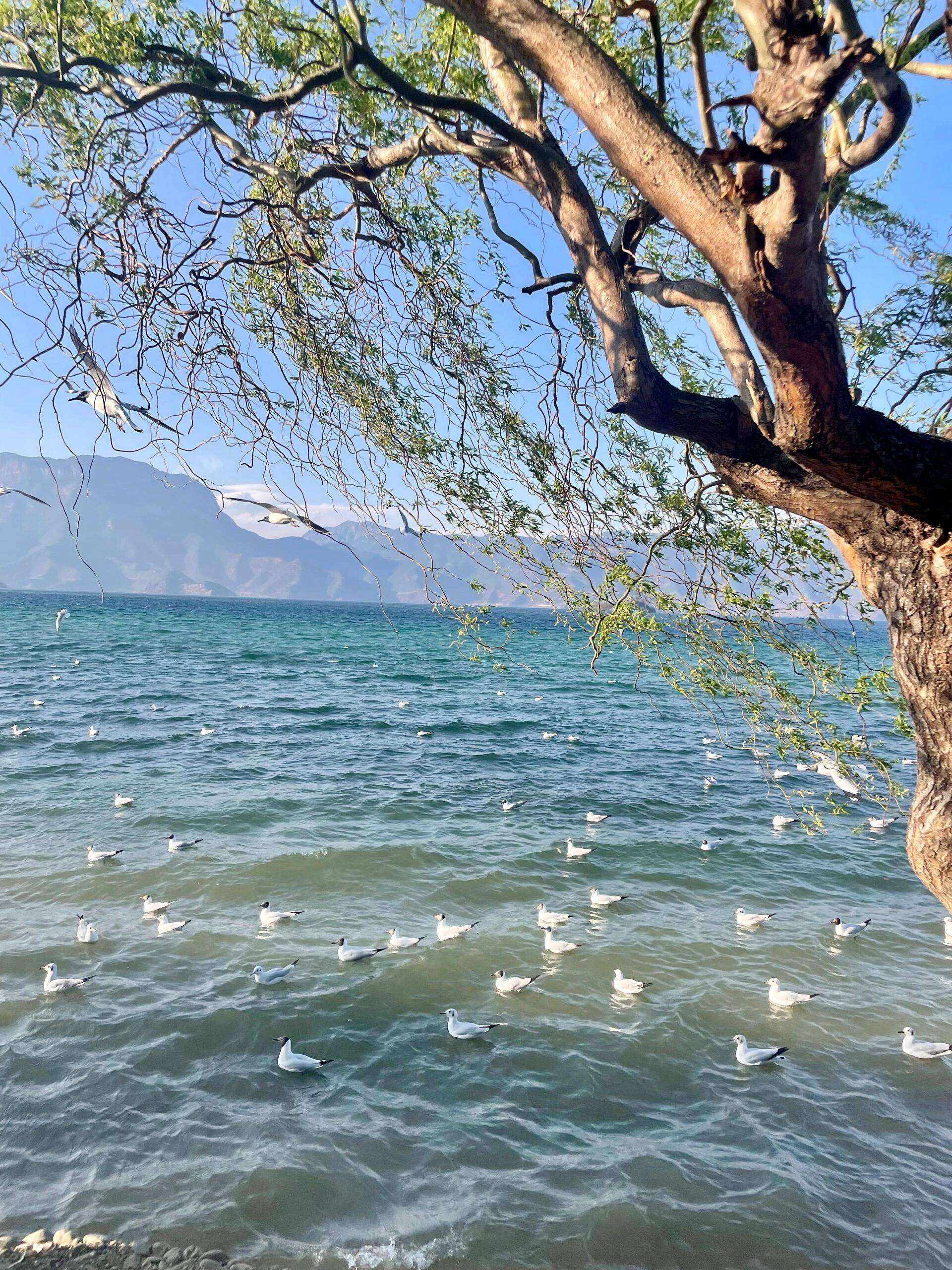 国的梦幻之旅泸沽湖的自然风光泸沽湖被誉为高原明珠其水清澈见底