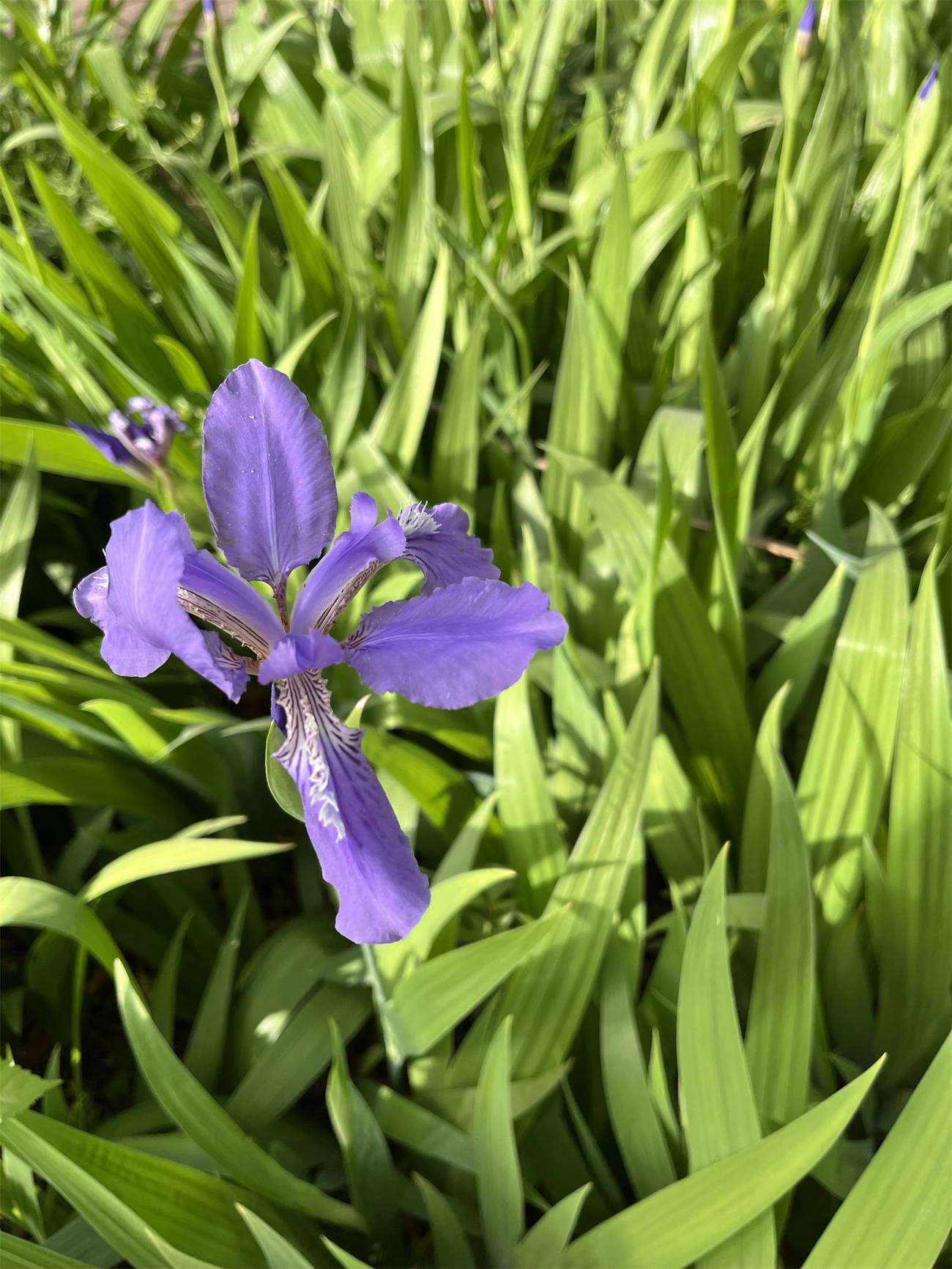 花草世界之263:鸢尾