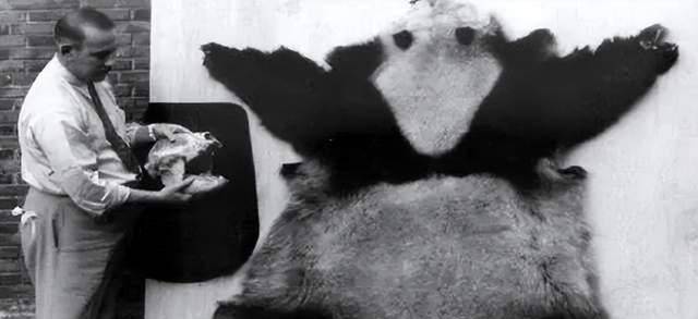原创            1936年，一女子偷熊猫出中国，海关：这是什么？她说：一只哈巴狗（偷熊猫犯什么罪）