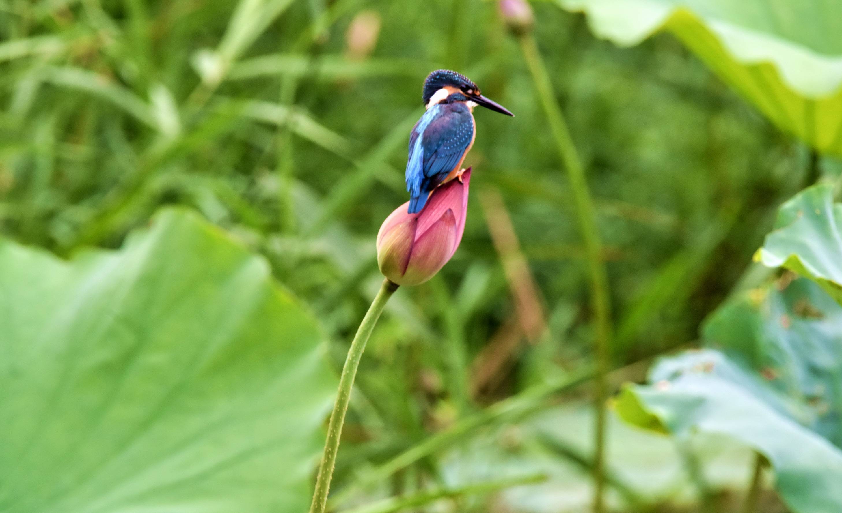 吴贤德摄影:翠鸟登荷图