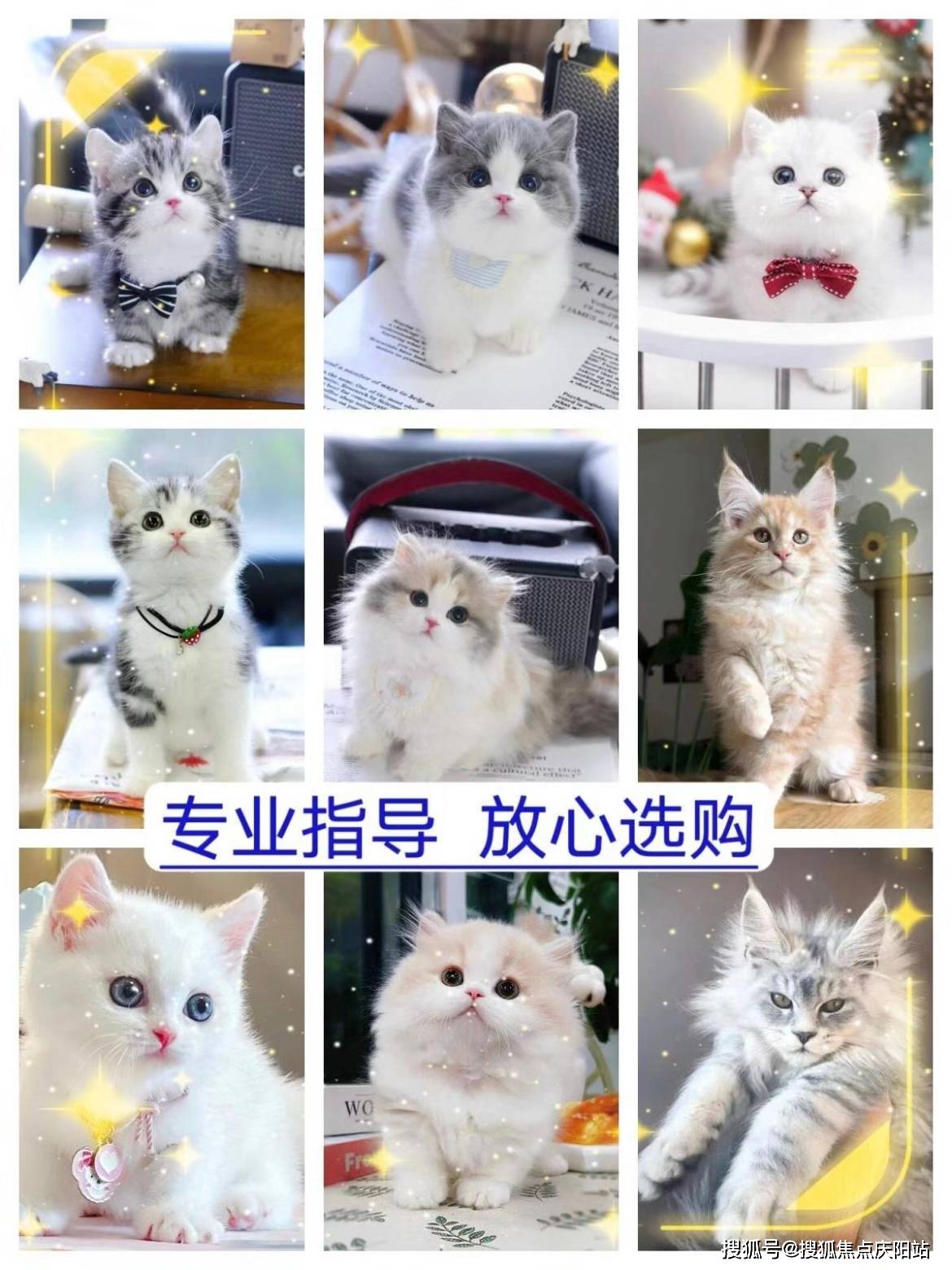 贵阳买金渐层猫去哪里买比较好，在此选购，安全可靠且能现场挑选宠物！_搜狐网