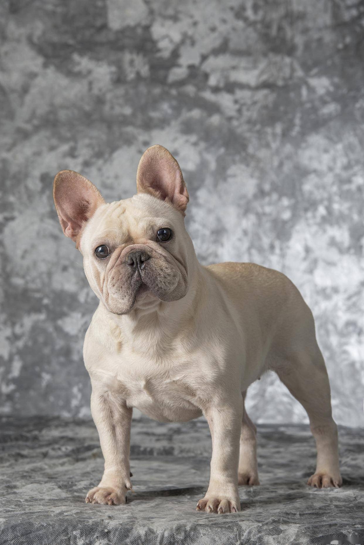 法鬥不好鬥？飼養法國鬥牛犬必須知道的6大健康照顧重點, image size:1242x1861