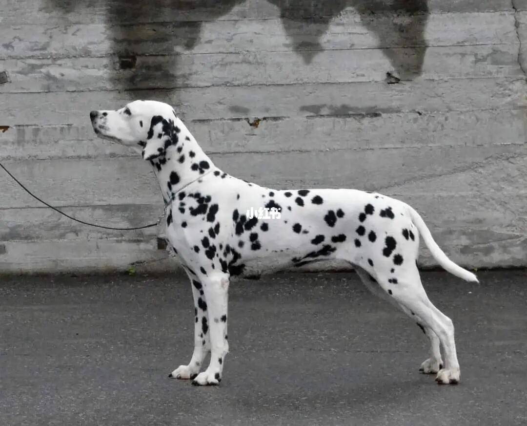 大麦町犬: 动态平衡大师,因其独特的黑白斑点图案被昵称为"斑点狗"