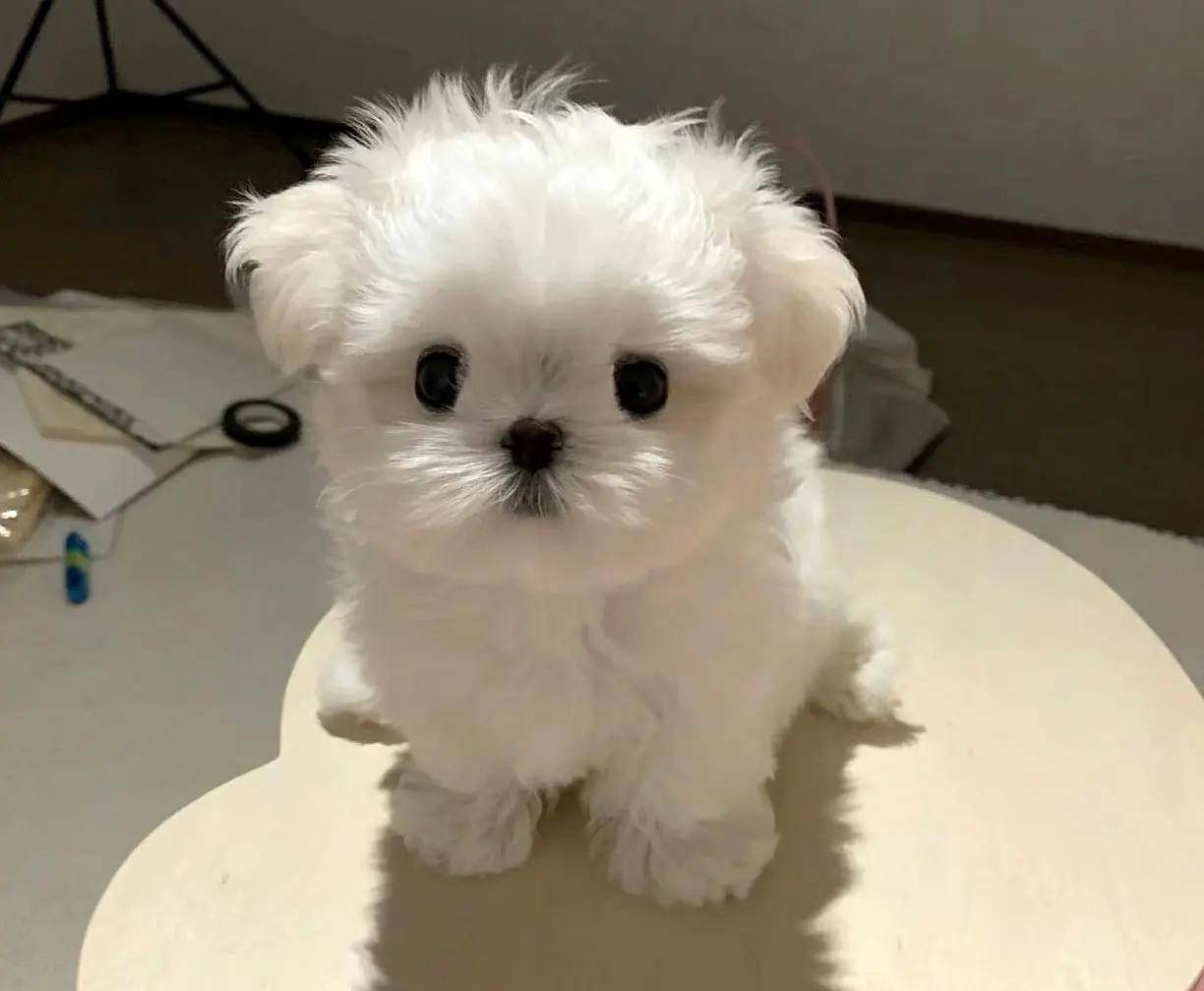 马尔济斯犬: 纯白色长毛小型犬,性格温顺可爱,是历史悠久的伴侣犬