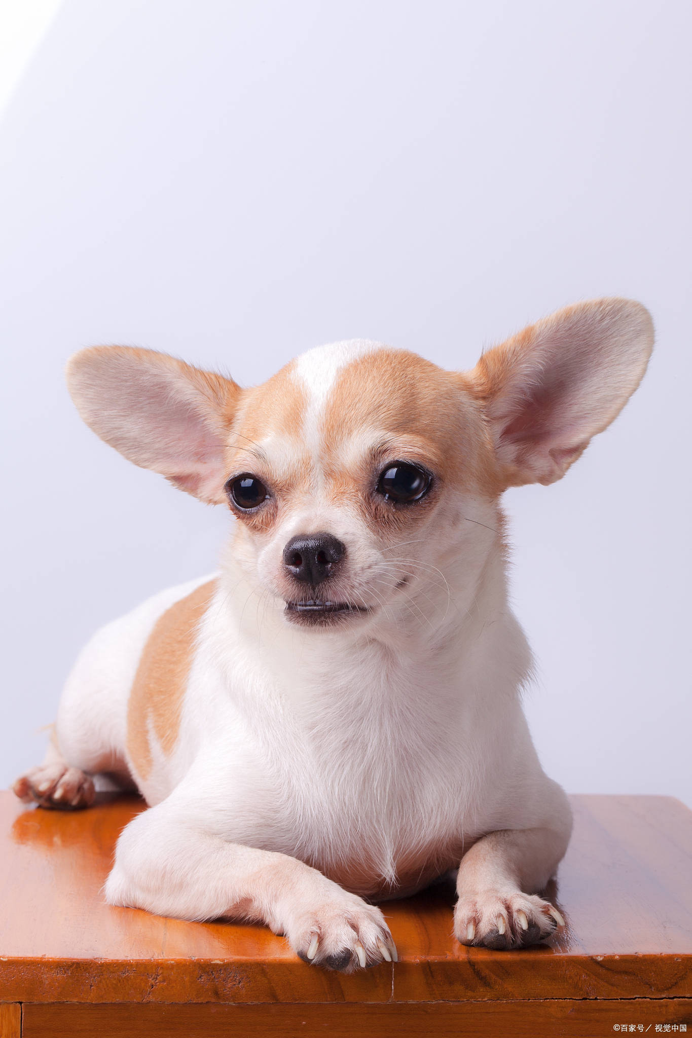 吉娃娃: 世界上体型最小的犬种之一,阿兹特克神殿的活体图腾