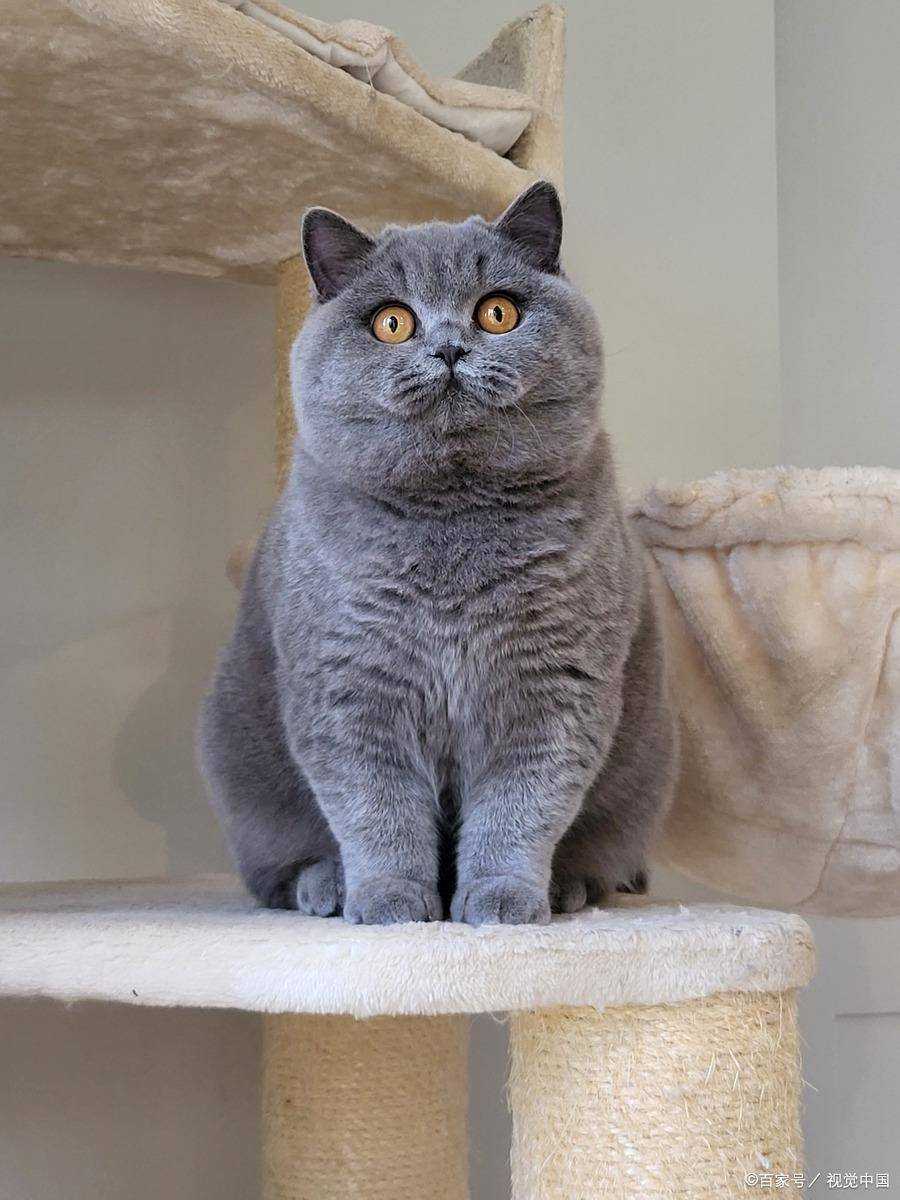 英国短毛猫寿命是多久,饲养英国短毛猫需要注意什么?