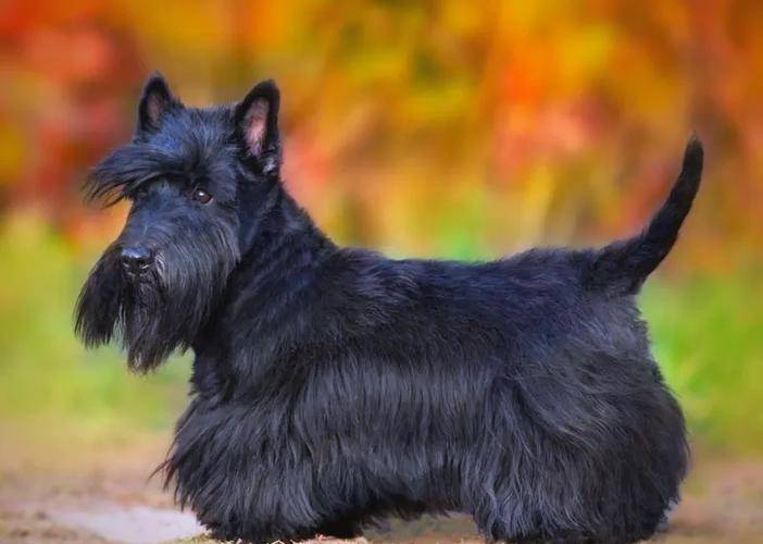 苏格兰梗犬饲养专业指南,这个性格鲜明的犬种需要特别的养护方式