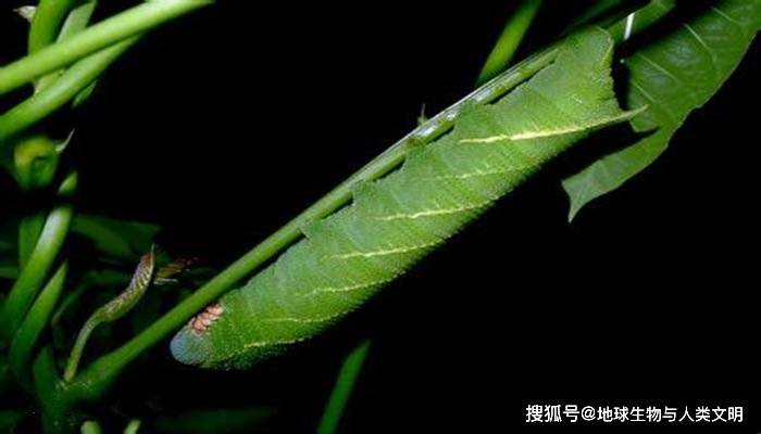 【动物界全系列】天蛾科