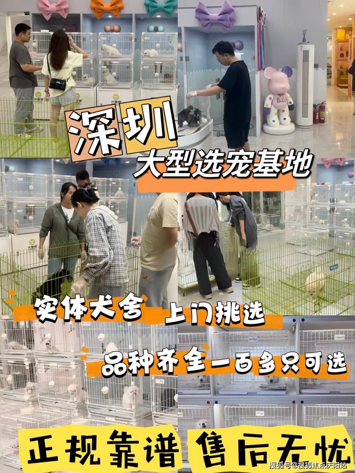 深圳买金渐层猫去哪里买比较好？深圳这里是选购金渐层猫的好去处_搜狐网