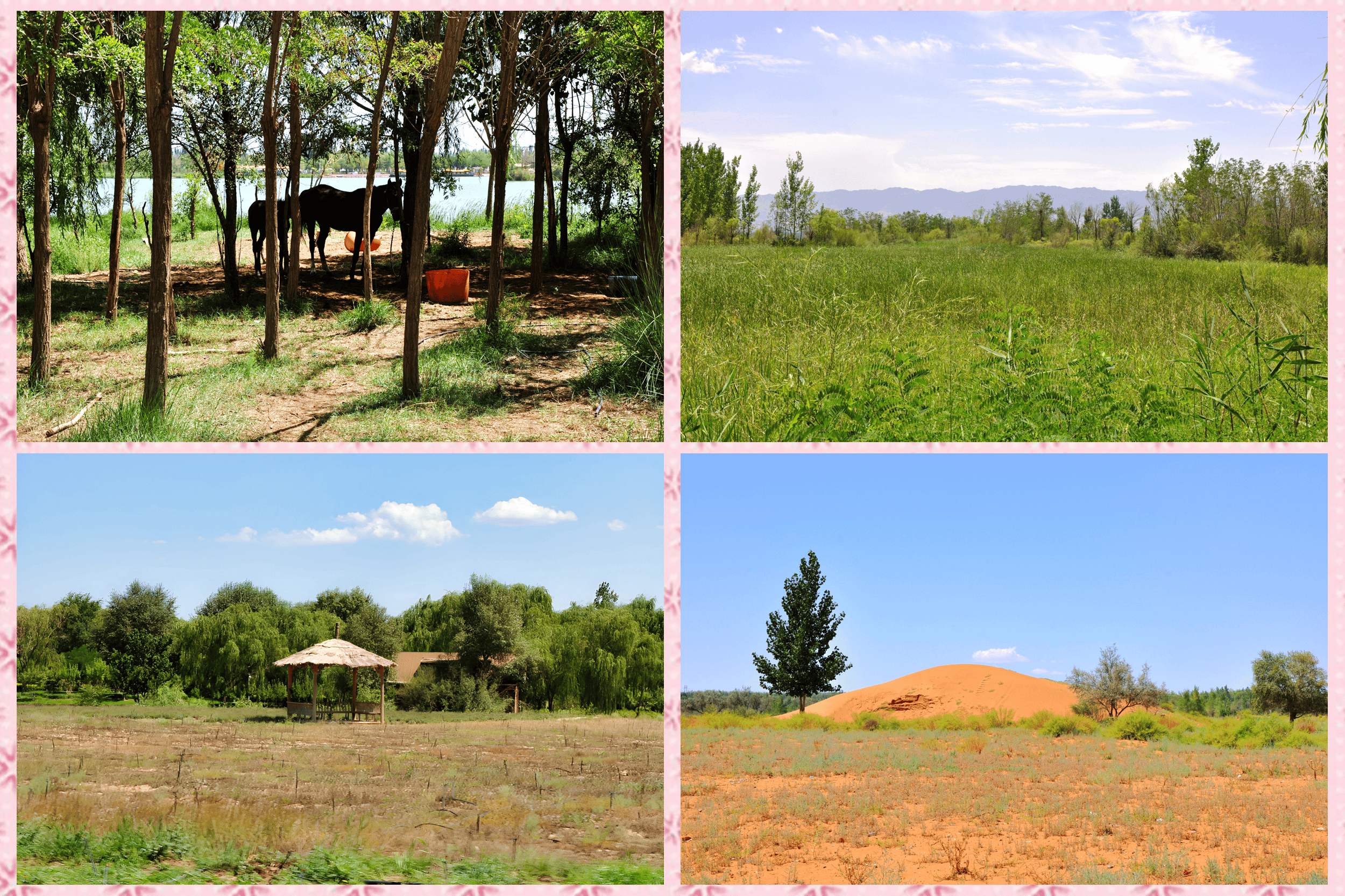 夏日里的宁夏中卫金沙岛