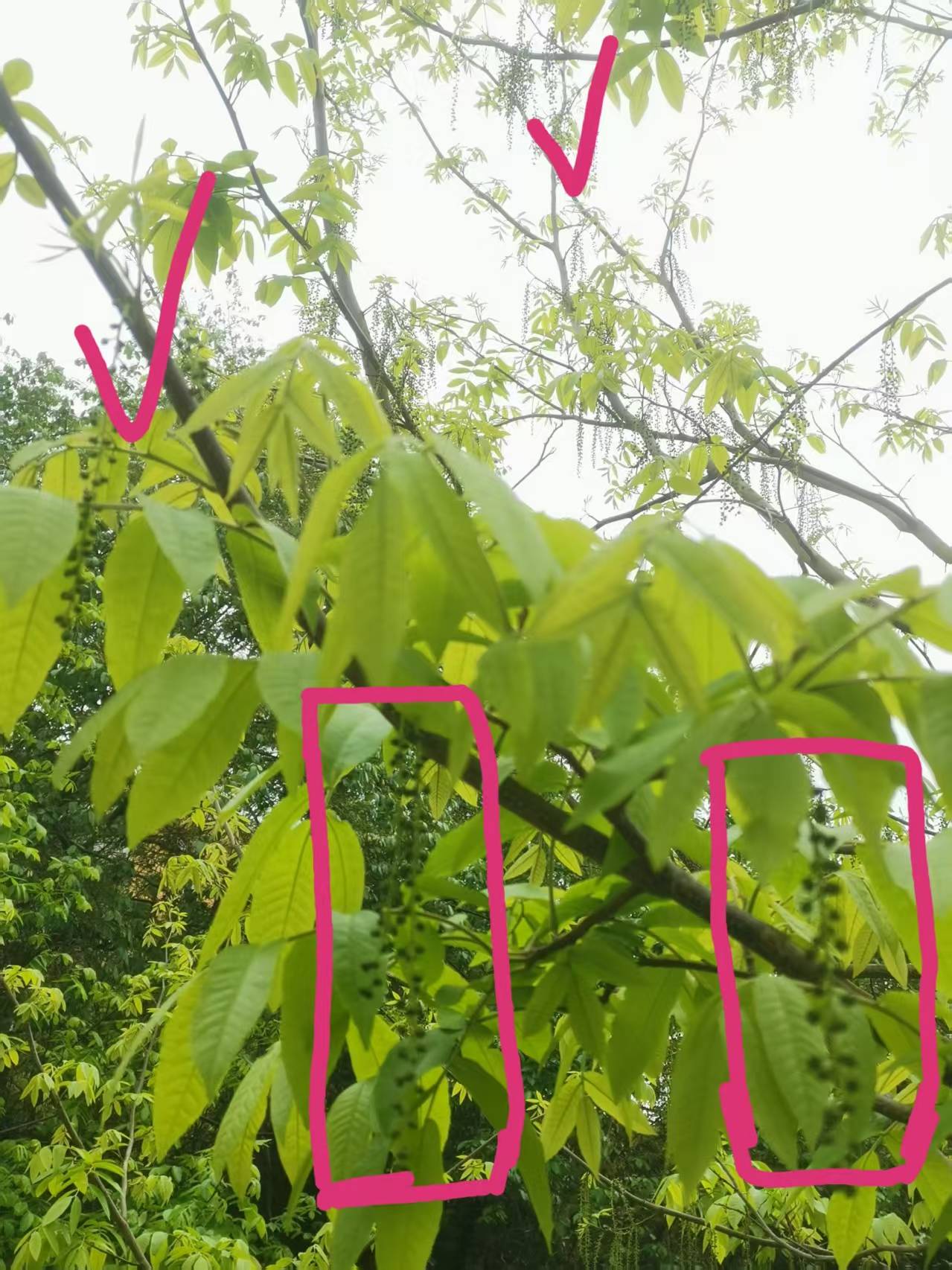 木姜子最动人的是山与水的对话