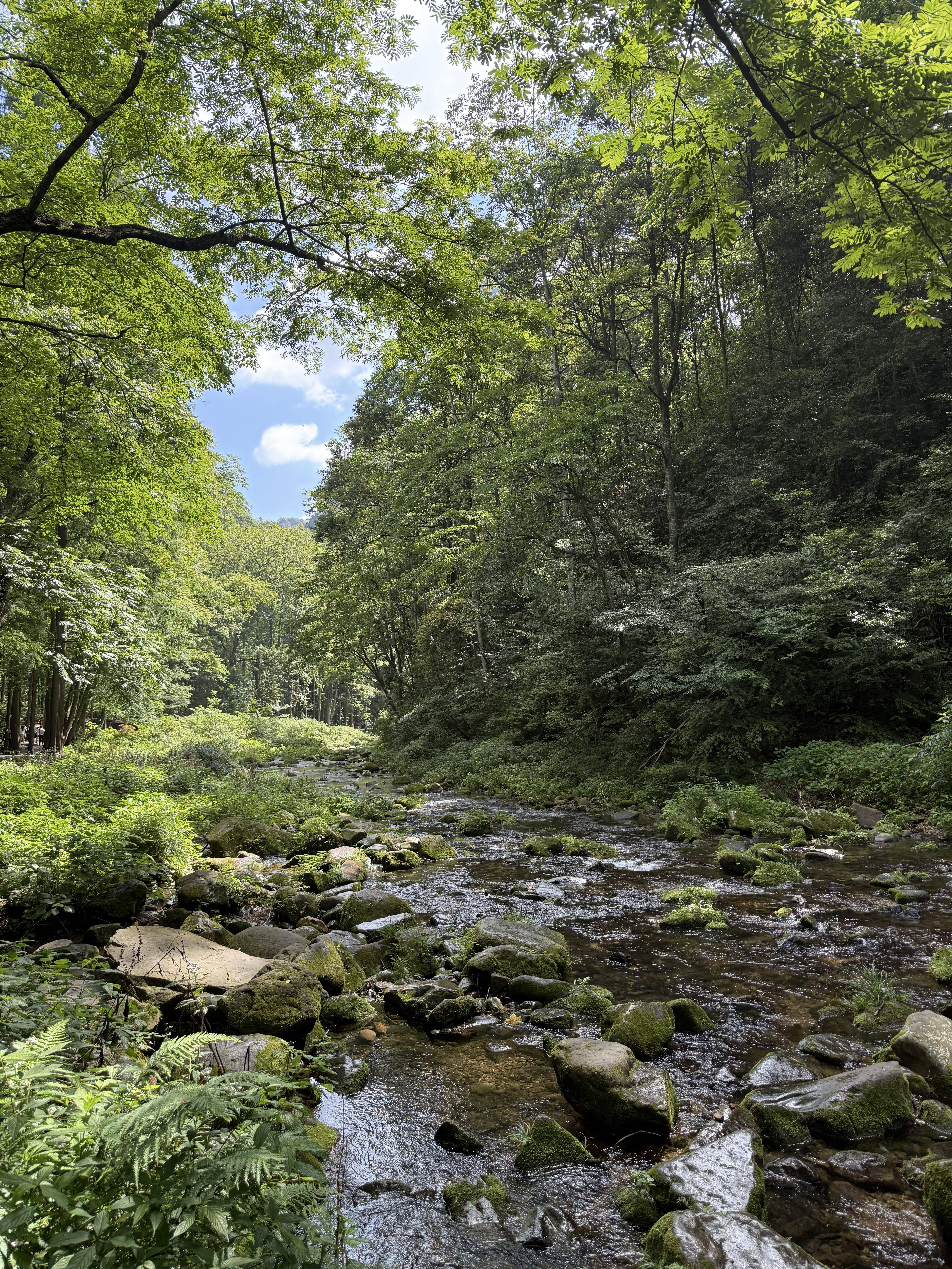 坐索道上黄石寨时巧遇日出阳光给石英砂岩山峰镶上金边光影变幻间