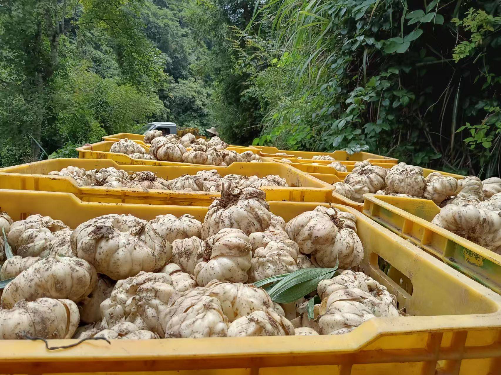 湖北省帮国农农业科技有限公司百合种植一站式扶持 未来市场潜力无限