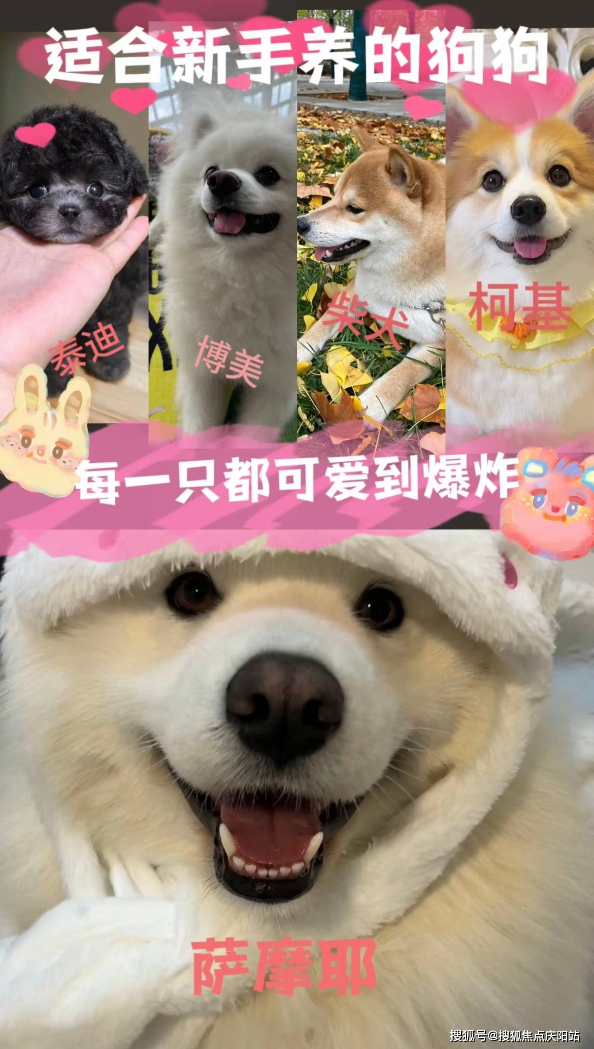 边牧犬聪明伶俐柯基犬小短腿跑起来超可爱柴犬的笑容能治愈一切