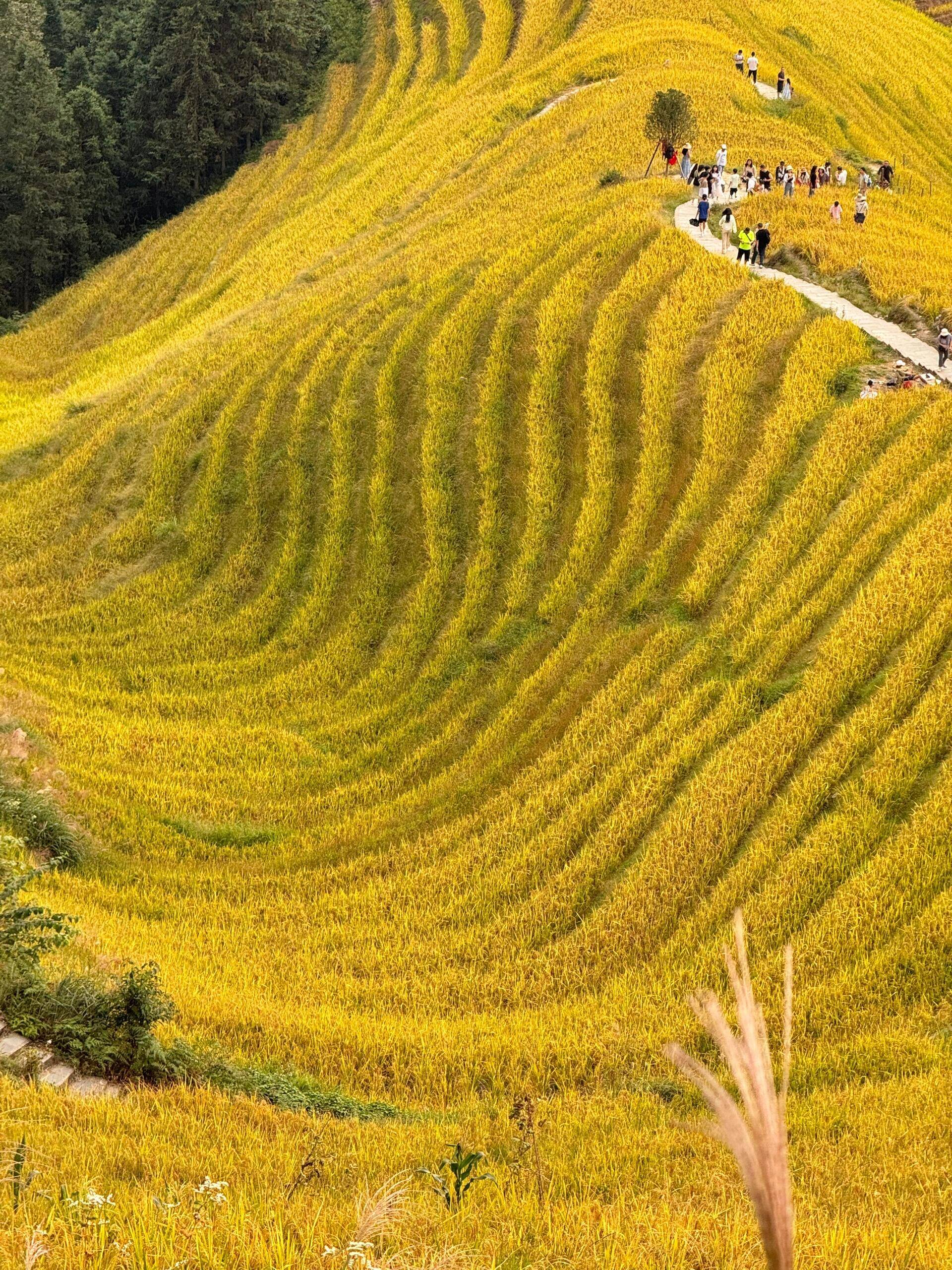 漂流→银子岩探洞→十里画廊骑行d4世外桃源→象鼻山→日月双塔