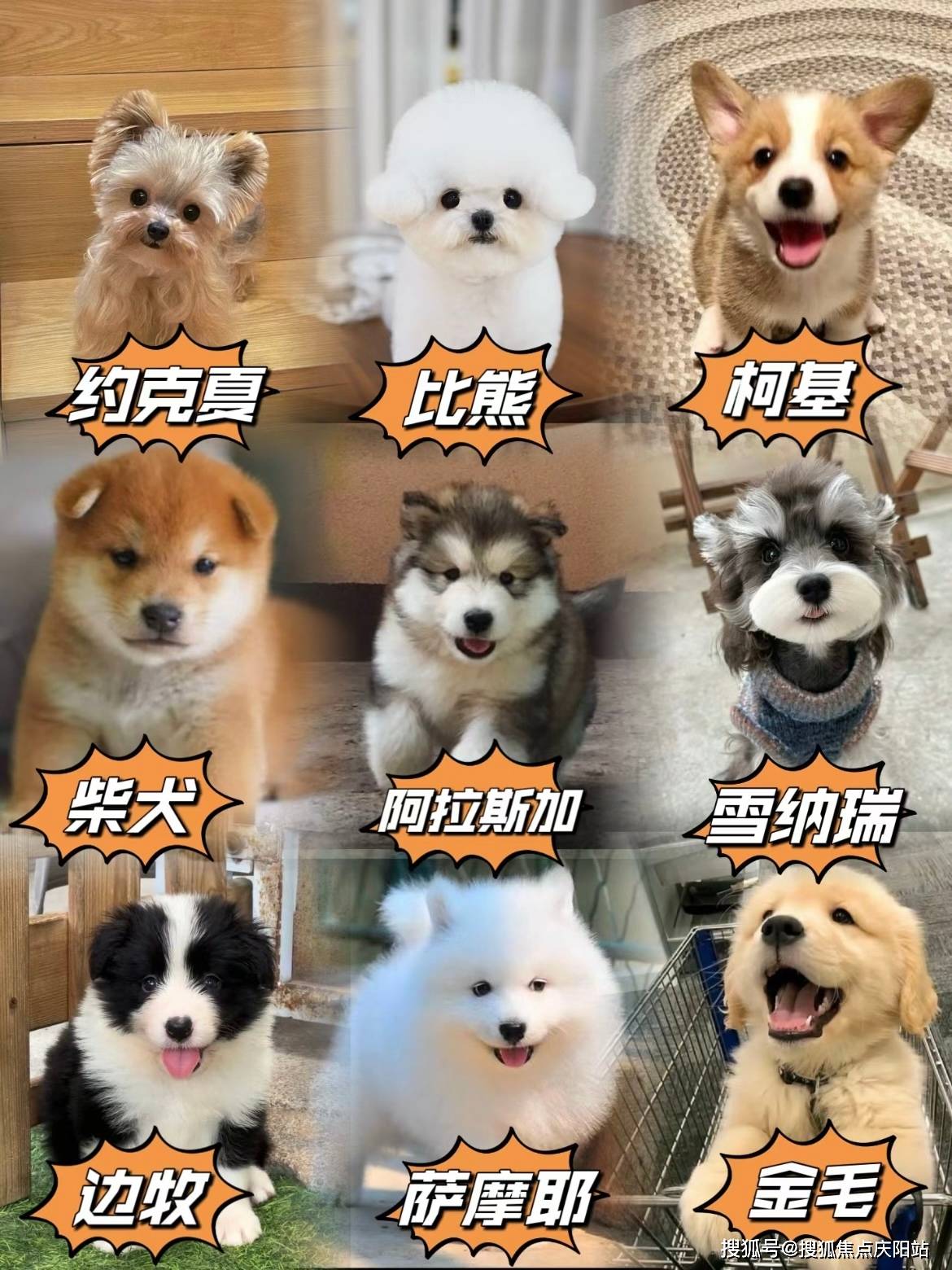 贵阳买博美犬在哪里买靠谱又便宜这里实体店选购宠物安全可靠更值得