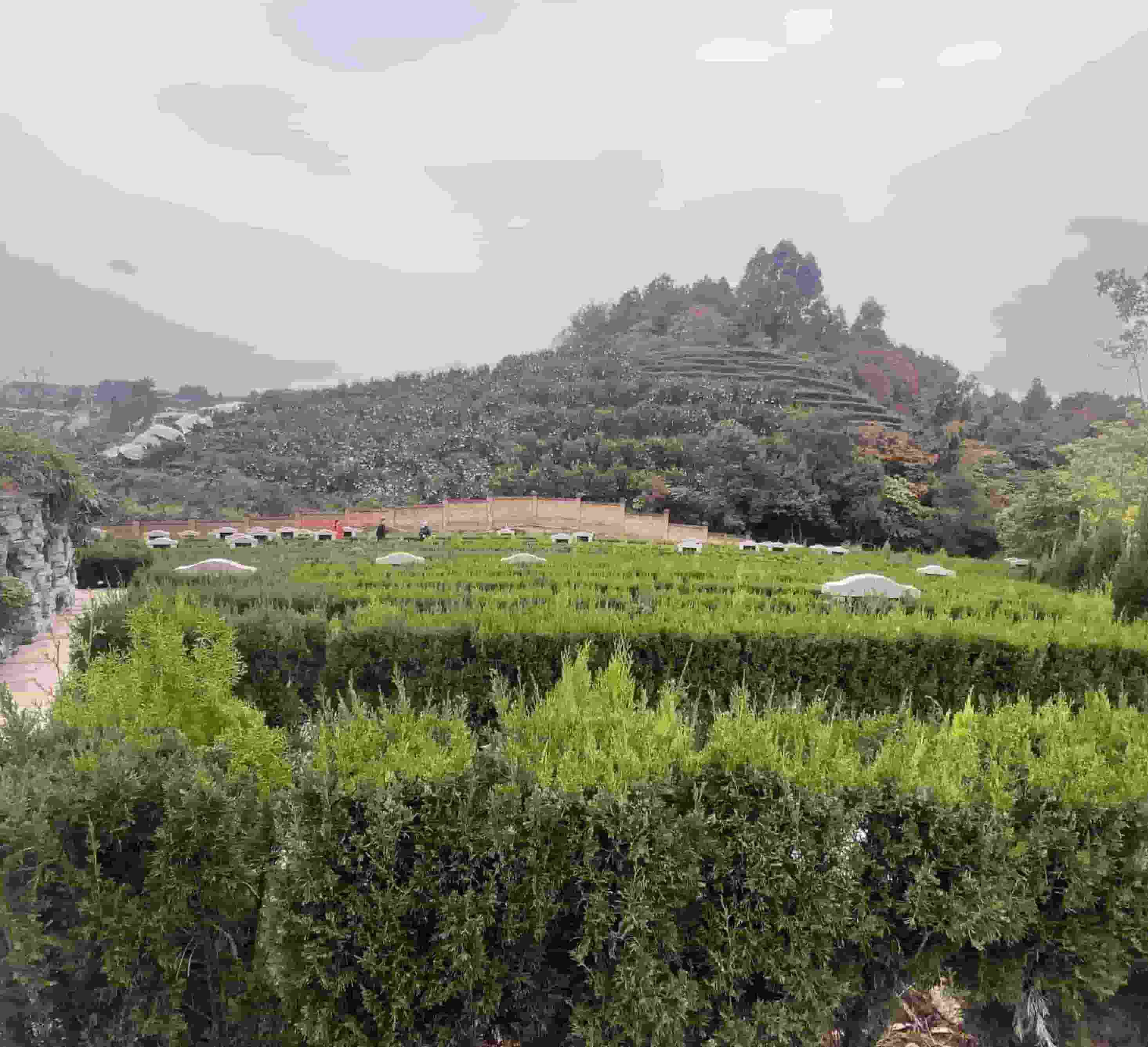 红枫艺术陵园年公墓价格全新调整